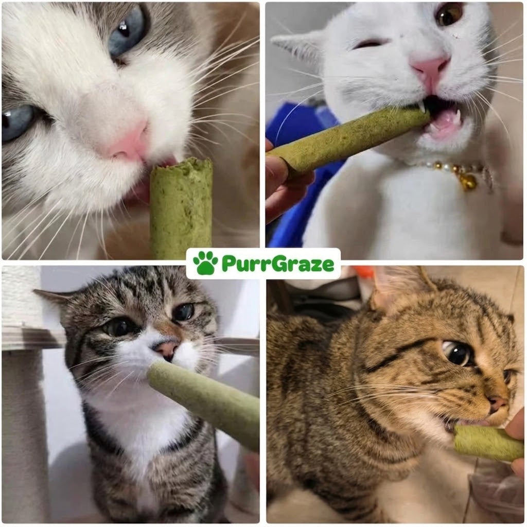 PurrGraze Kattengras Kauwsticks [Vandaag 2 + 1 gratis]