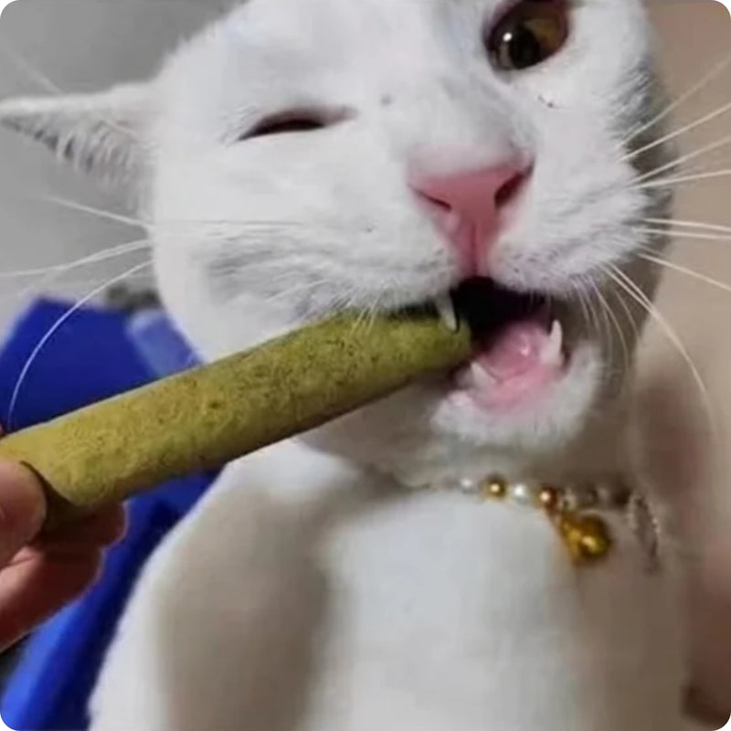 Kat kauwt op een kauwstick
