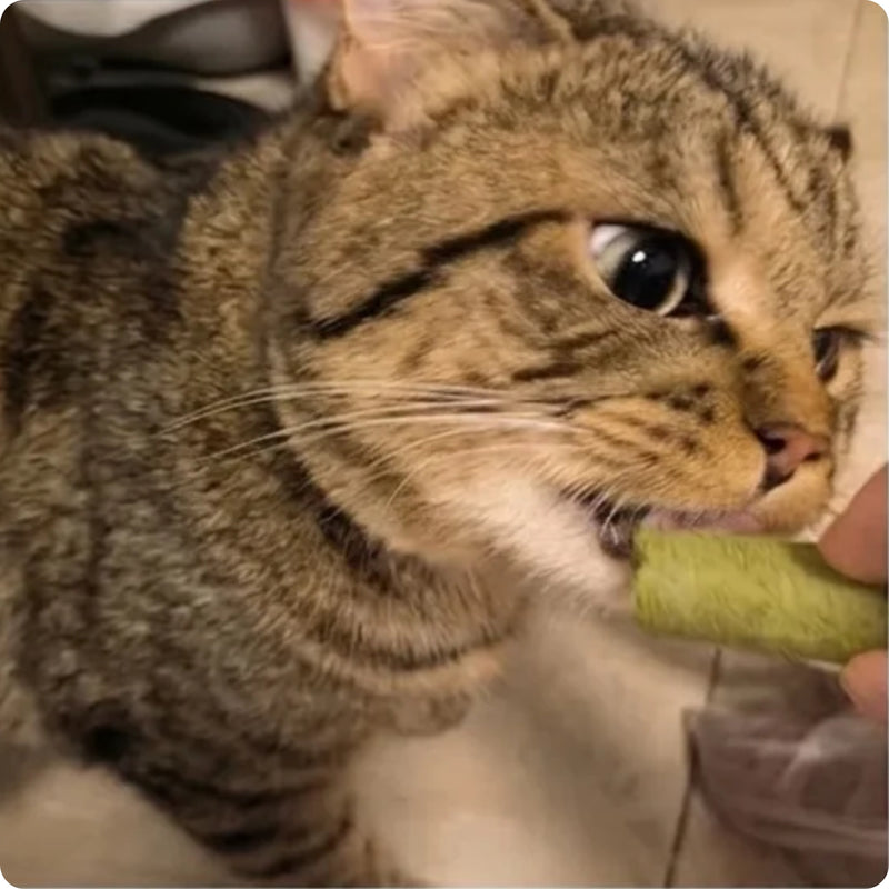 Kat kauwt op een kauwstick